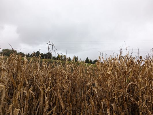 Vala's Pumpkin Patch & Apple Orchard by null