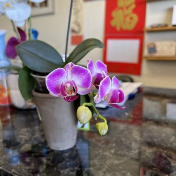 Teazer Hair Salon - 2023 beautiful flower still growing - Hair Salons Near Me - Mesa, Arizona Teazer Hair Salon - 2023 beautiful flower still growing - Hair Salons Near Me - Mesa, Arizona
