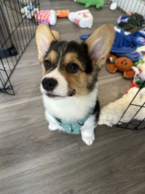 University Place Veterinary Hospital