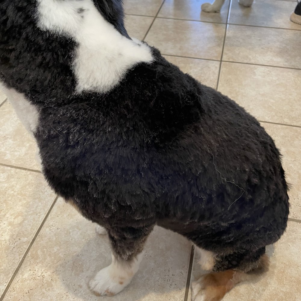 Bogart's Bone Appetit - Dog grooming today - Pet Stores Near Me - Las Vegas, Nevada