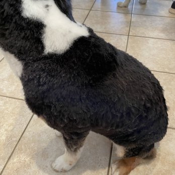 Bogart's Bone Appetit - Dog grooming today - Pet Stores Near Me - Las Vegas, Nevada Bogart's Bone Appetit - Dog grooming today - Pet Stores Near Me - Las Vegas, Nevada