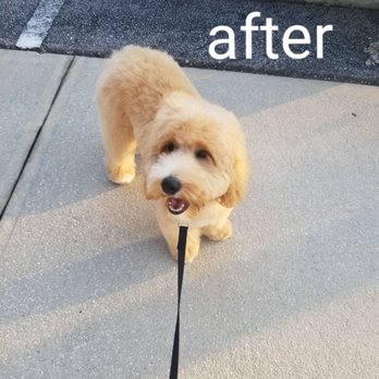 Bath House Pet Grooming - Ziggy is a mini labradoodle. I didnt want the typical poodle cut. I asked for all over cut just shorter... its exactly what I wanted! - Pet Groomers Near Me - Jacksonville Beach, Florida Bath House Pet Grooming - Ziggy is a mini labradoodle. I didnt want the typical poodle cut. I asked for all over cut just shorter... its exactly what I wanted! - Pet Groomers Near Me - Jacksonville Beach, Florida