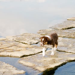 RJ WagsPark