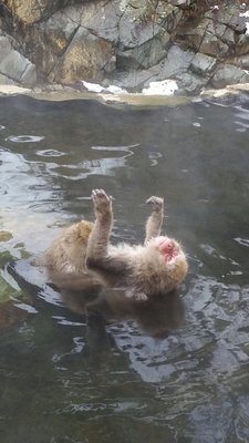 Jigokudani Yaen-Koen by null