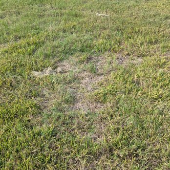 Your Green Team - Yet more bald spots and fungus - Pest Control Near Me - Plant City, Florida Your Green Team - Yet more bald spots and fungus - Pest Control Near Me - Plant City, Florida