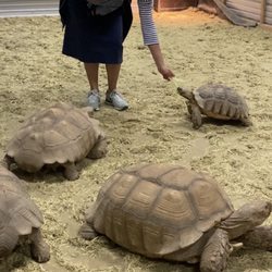 Idaho Reptile Zoo - Running from the hungry G. I. A. N. T. turtles.