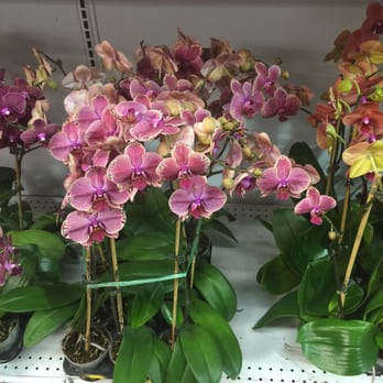 Orkizz - Florists Near Me - Los Angeles, California Orkizz - Florists Near Me - Los Angeles, California
