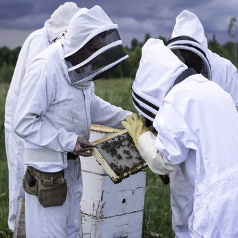 Miel Pur Délice - a group of beekeepers working on a hivehive - Food Near Me - Coaticook, Quebec Miel Pur Délice - a group of beekeepers working on a hivehive - Food Near Me - Coaticook, Quebec