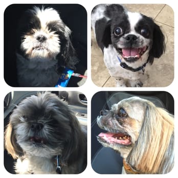 Top Dog Grooming - Scooter & Bentley before & after June 2015 - Pet Groomers Near Me - Mesa, Arizona