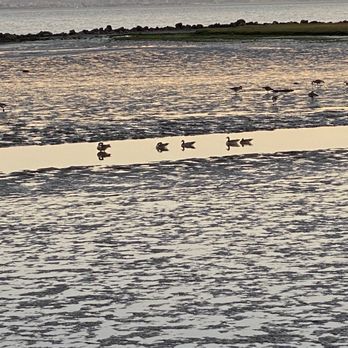 Marina Bay Park - Ducks and low tide - Parks Near Me - Richmond, California