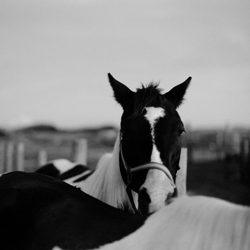Cedar Island Resort - "Merle Haggard" @ Cedar Island Stables
