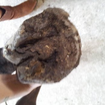 Showtime Farm - Casey's hoof condition on day of removal from Showtime Farm - Pet Training Near Me Showtime Farm - Casey's hoof condition on day of removal from Showtime Farm - Pet Training Near Me