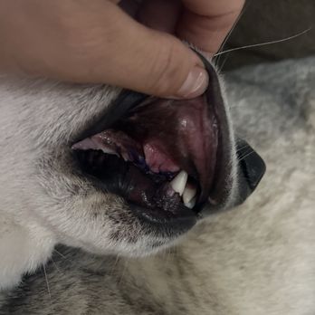 Montrose Veterinary Clinic - Canine removed with chuck on lip - Veterinarians Near Me - Houston, Texas Montrose Veterinary Clinic - Canine removed with chuck on lip - Veterinarians Near Me - Houston, Texas