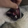 Photo of Montrose Veterinary Clinic