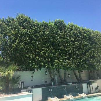 Tree Pros - After hedging. Note:I asked them not to trim the height. Really it could not have been a better experience. - Tree Services Near Me - Phoenix, Arizona