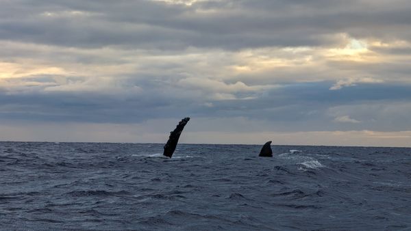Hawaii Ocean Rafting Whale Watch and Snorkel by null
