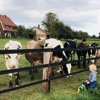 Leonhard Große-Kintrup - An der Hofeinfahrt wird man oft schon von den Kühen auf der Weide begrüßt - Farms Near Me - Münster, NW Leonhard Große-Kintrup - An der Hofeinfahrt wird man oft schon von den Kühen auf der Weide begrüßt - Farms Near Me - Münster, NW