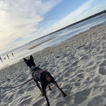 Devotion To Dogs - Pet Training Near Me - El Cajon, California Devotion To Dogs - Pet Training Near Me - El Cajon, California