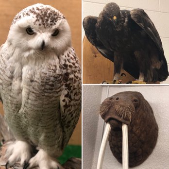 Werner Wildlife Museum - Left to right: Snowy owl, eagle, walrus - Museums Near Me - Casper, Wyoming Werner Wildlife Museum - Left to right: Snowy owl, eagle, walrus - Museums Near Me - Casper, Wyoming