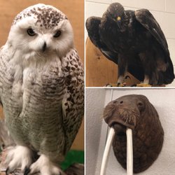 Werner Wildlife Museum - Left to right: Snowy owl, eagle, walrus