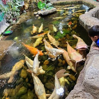 SeaQuest - Folsom - Massive Koi - Aquariums Near Me - Folsom, California SeaQuest - Folsom - Massive Koi - Aquariums Near Me - Folsom, California