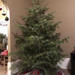Apple Country Christmas Trees - Our tree, at home, in its stand - before decorations
