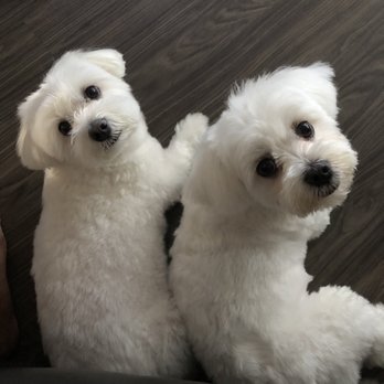 Paradise Pawz - Only the best for my girls, Astrid and Peik Lin ( names from Crazy Rich Asians movie) - Pet Stores Near Me - Kailua, Hawaii Paradise Pawz - Only the best for my girls, Astrid and Peik Lin ( names from Crazy Rich Asians movie) - Pet Stores Near Me - Kailua, Hawaii