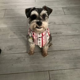 Louie my mini schnauzer!!
