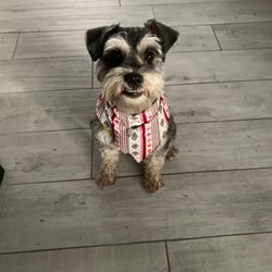 All Paws Allowed - Louie my mini schnauzer!!