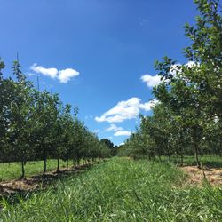 Knowlan Family Farm