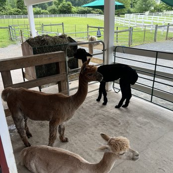 Bluebird Farm Alpacas - Alpacas relaxing - Attraction Farms Near Me - Peapack, New Jersey Bluebird Farm Alpacas - Alpacas relaxing - Attraction Farms Near Me - Peapack, New Jersey