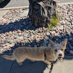 Fido's Following - Yitzy checking in