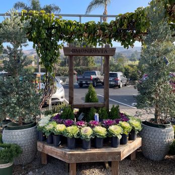 Plant Depot - I call these plants cabbages. So is this a mini cabbage patch? Hehe - Nurseries & Gardening Near Me - San Juan Capistrano, California Plant Depot - I call these plants cabbages. So is this a mini cabbage patch? Hehe - Nurseries & Gardening Near Me - San Juan Capistrano, California
