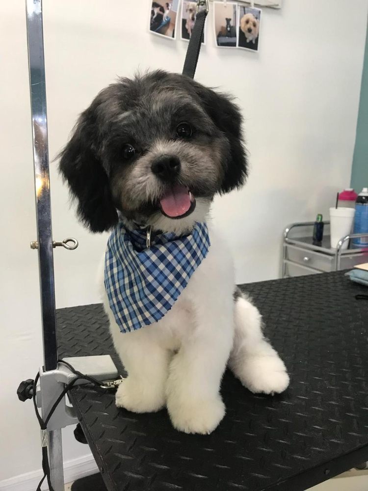 GROOMING TALES SALON 9416 US Highway 1, Sebastian, Florida Pet