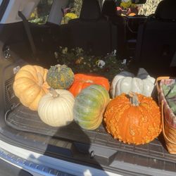 B & B Produce & Greenhouse - The pumpkin haul...