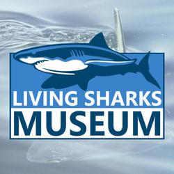 Living Sharks Museum - Preserving Shark History & Shark Future