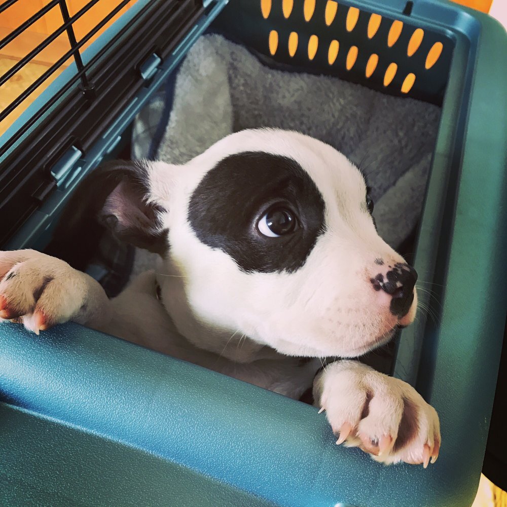 Karma Dog Training - Bella! - Pet Training Near Me - Pasadena, California Karma Dog Training - Bella! - Pet Training Near Me - Pasadena, California