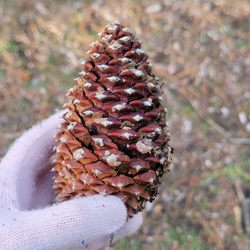 Paso Picacho Picnic and Campgrounds - Pinecone