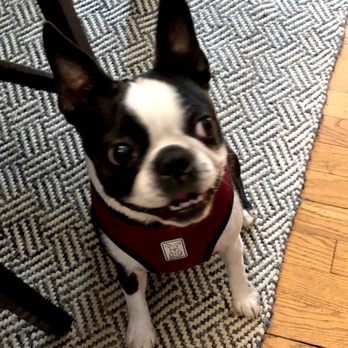 Brenda's Boston's - undefined - Pet Breeders Near Me Brenda's Boston's - undefined - Pet Breeders Near Me