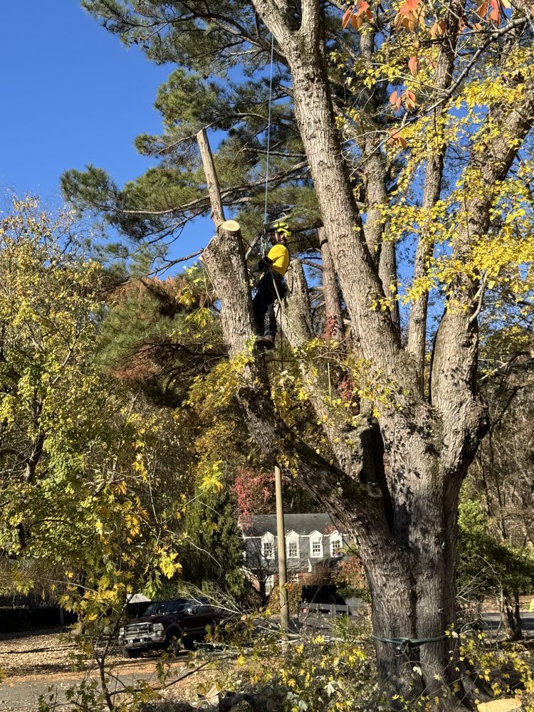 JTrees - tree service in Newport News, VA