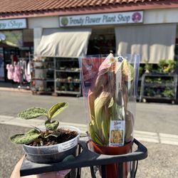 Trendy Flower Plant Shop - Electric Lightning Jewel Orchid 'Macodes Petola' and a Pitcher Plant 'Meerkat Mob' Sarracenia