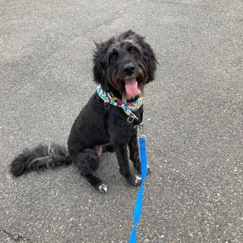 Grateful Dogs - After! - Pet Groomers Near Me - Lacey, Washington Grateful Dogs - After! - Pet Groomers Near Me - Lacey, Washington