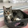 Photo of Coachella Valley Pets - CV PETS