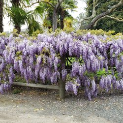 Urban Tree Farm Nursery - Wisteria Cookes Purple