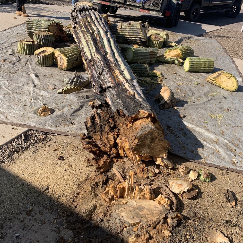AZ Cactus Experts - Rotting saguaro that was ready to fall on its own. - Landscaping Near Me AZ Cactus Experts - Rotting saguaro that was ready to fall on its own. - Landscaping Near Me
