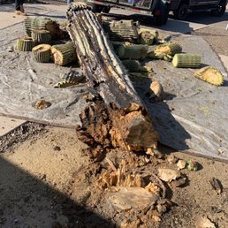 Rotting saguaro that was ready to fall on its own.