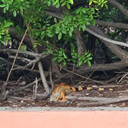It was fun to count the iguanas lounging. There's two in this pic. It was fun to count the iguanas lounging. There's two in this pic.