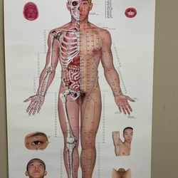 Chinese Acupuncture and Herb Center - Acupuncture Chart