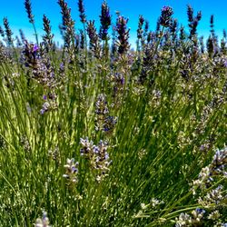 The Lavender Garden