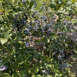 Wilmot Orchards - More blueberry bushes!